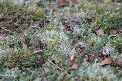 Cladonia rangiformis