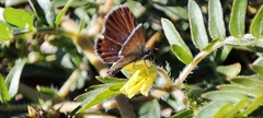 Brephidium exilis exilis