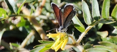 Brephidium exilis exilis