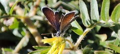 Brephidium exilis exilis