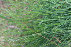 Tricoryne elatior
