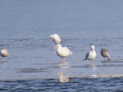 Larus hyperboreus