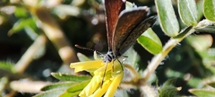 Brephidium exilis exilis