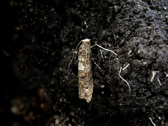 Archyala lindsayi