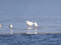 Larus hyperboreus