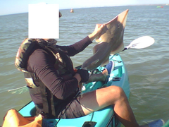 Pseudobatos horkelii