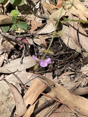 Desmodium rhytidophyllum