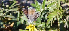 Brephidium exilis exilis