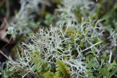 Cladonia rangiformis