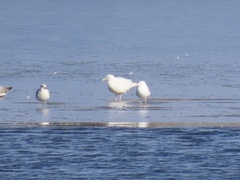 Larus hyperboreus