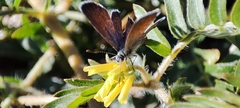Brephidium exilis exilis