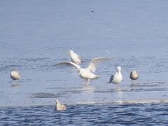 Larus hyperboreus