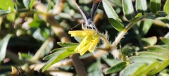 Brephidium exilis exilis
