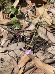 Desmodium rhytidophyllum