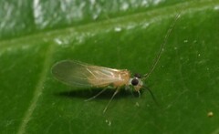 Caeciliusidae