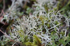 Cladonia rangiformis