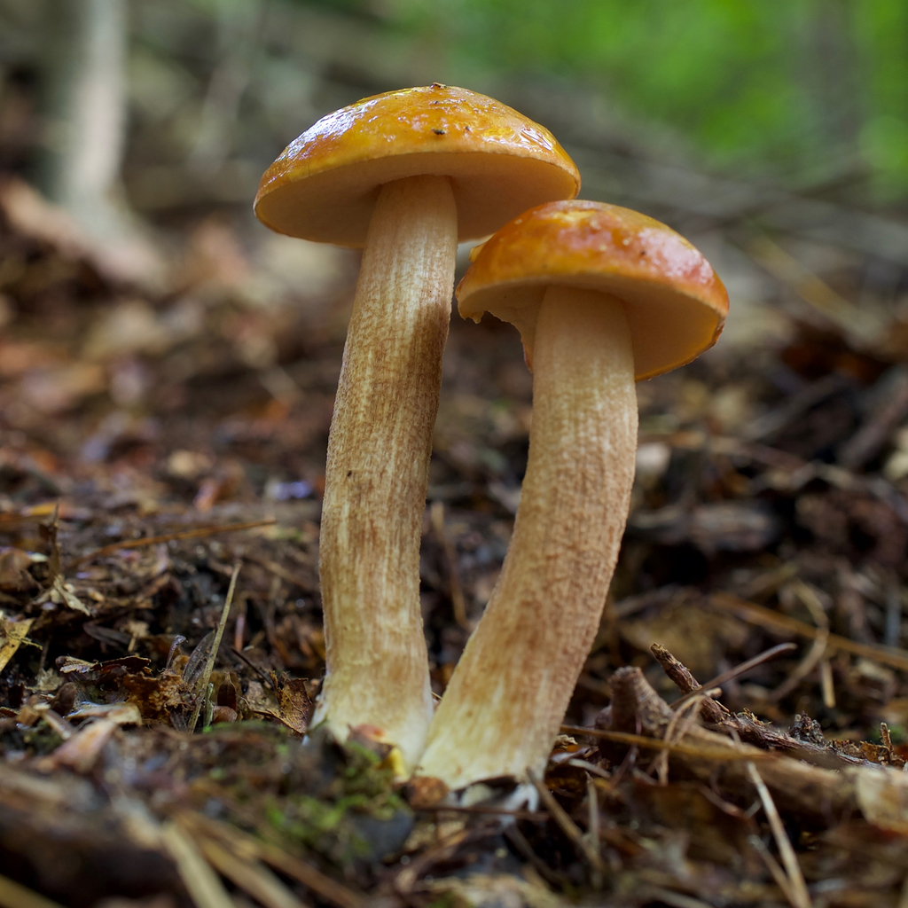 Leccinum longicurvipes