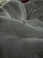 Zelus cervicalis
