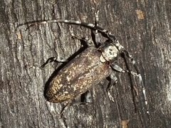 Acanthoderini