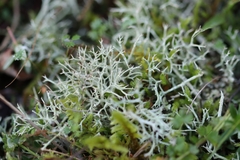 Cladonia rangiformis
