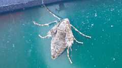 Operophtera