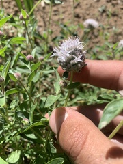 Monardella odoratissima pallida