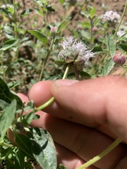 Monardella odoratissima pallida