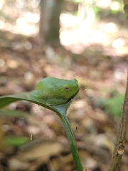 Sphaenorhynchus planicola