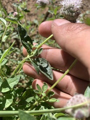 Monardella odoratissima pallida