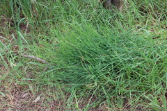 Tricoryne elatior