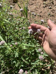 Monardella odoratissima pallida