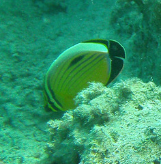 Chaetodon austriacus