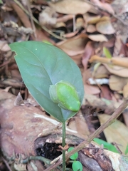 Sphaenorhynchus planicola