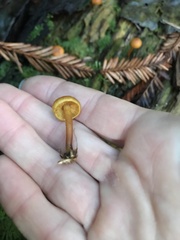 Gymnopilus rufescens