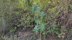 Solanum chrysotrichum