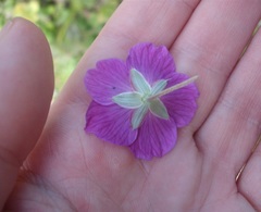 Geranium incanum