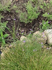 Verbena xutha
