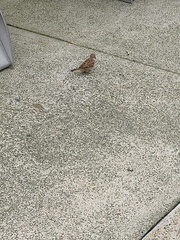 Passer montanus saturatus