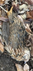 Coturnix japonica