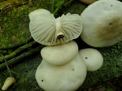 Oudemansiella australis