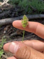 Carex multicostata