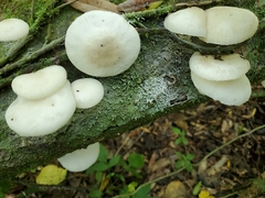 Oudemansiella australis