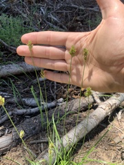 Carex multicostata