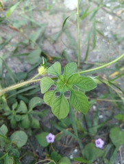 Ipomoea pes-tigridis