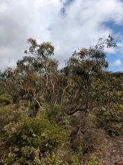 Eucalyptus leucoxylon