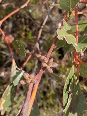 Eucalyptus leucoxylon