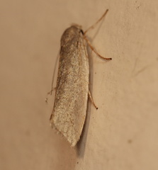 Xylorycta haplochroa
