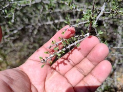 Condalia globosa