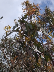 Eucalyptus leucoxylon
