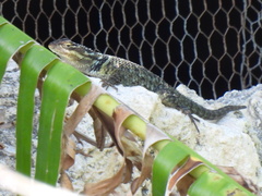 Sceloporus cyanogenys